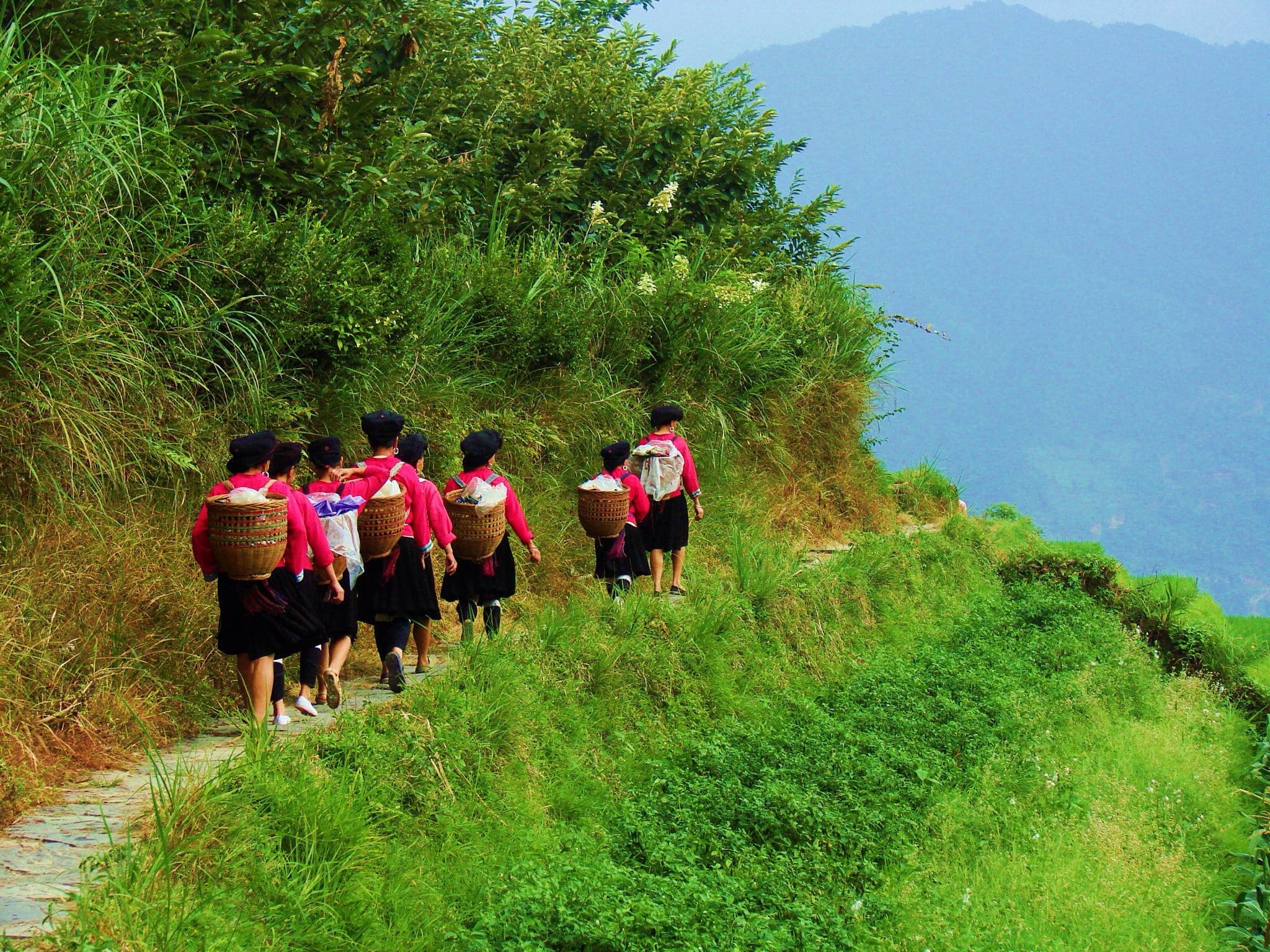 rice terraces