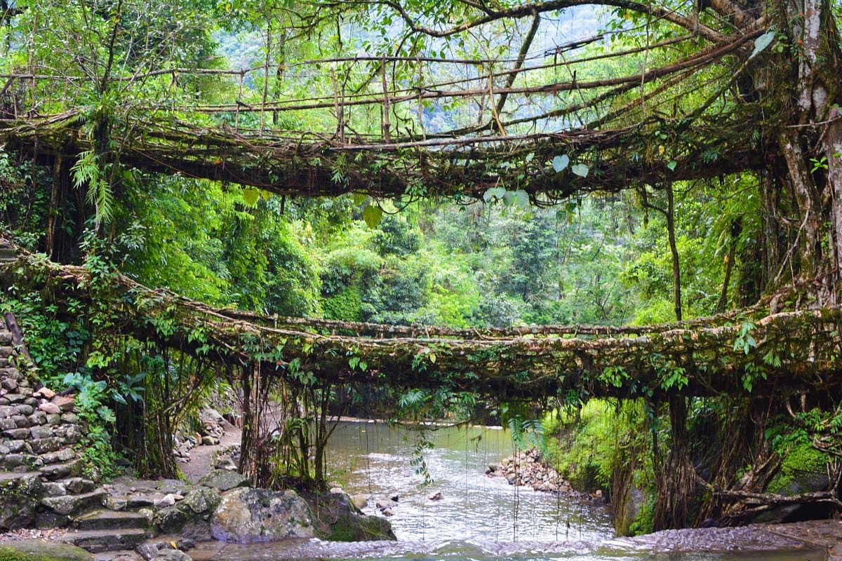 double decker root bridge