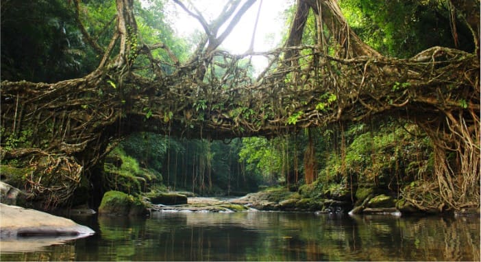 mawlynnong root bridge