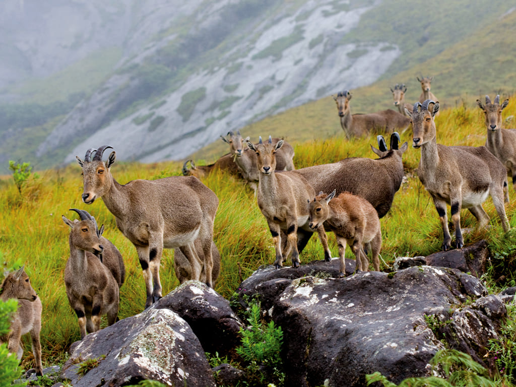 Eravikulam National Park, Munnar