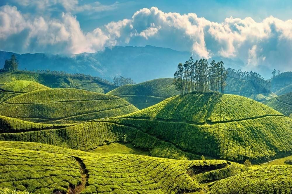 Pothamedu View Point, Munnar