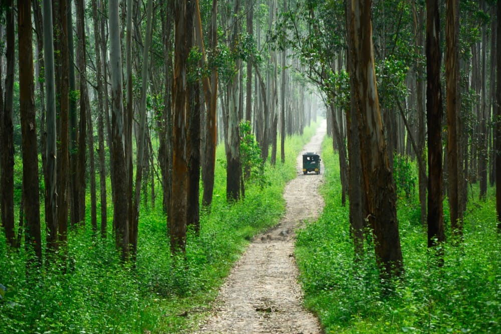 Wayanad Wildlife Sanctuary