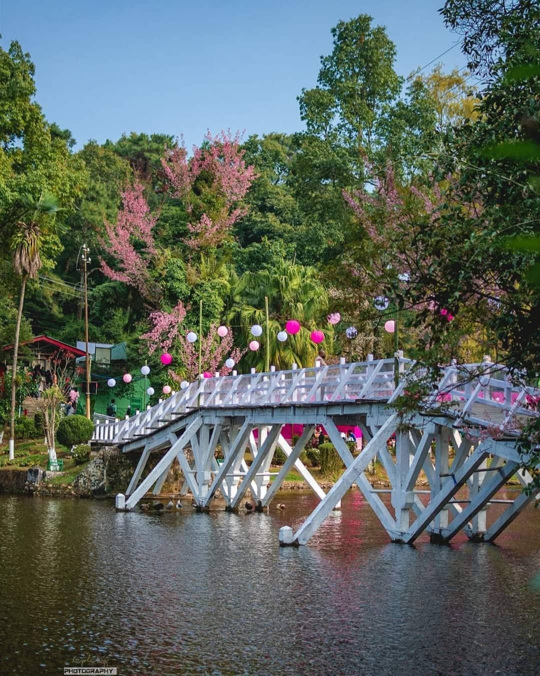 Cherry Blossom Festival