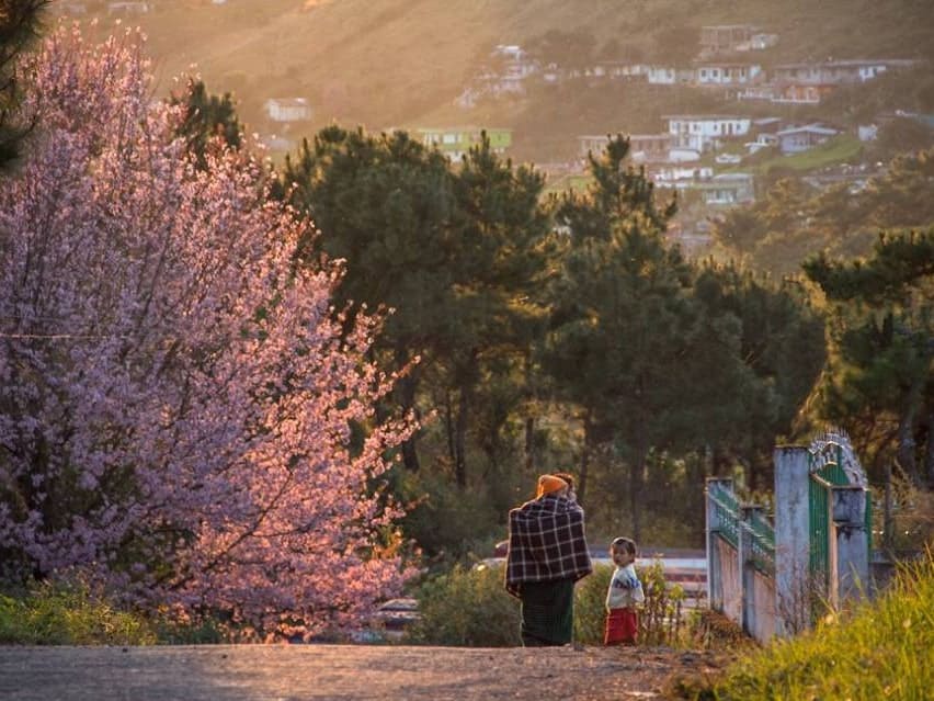 Cherry Blossom Festival