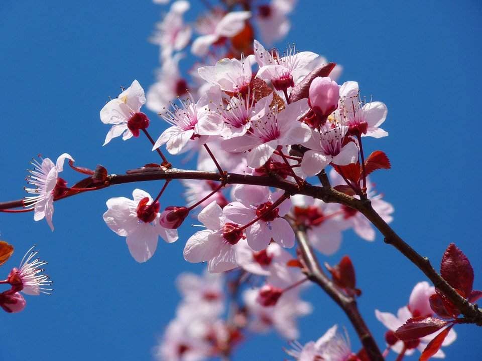 Cherry Blossom Festival